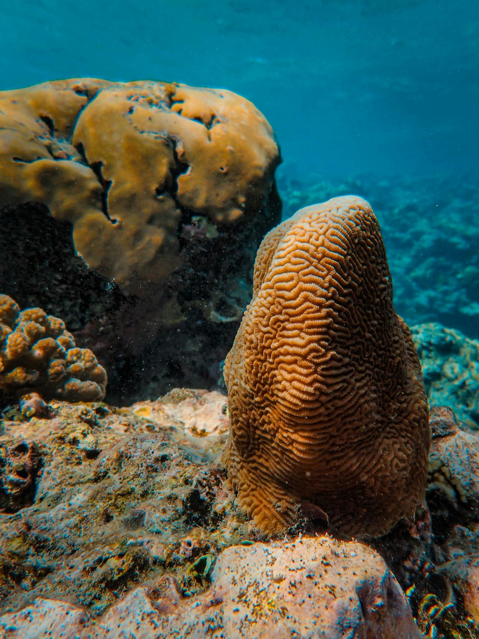 A close-up view of vibrant corals in an underwater reef ecosystem.