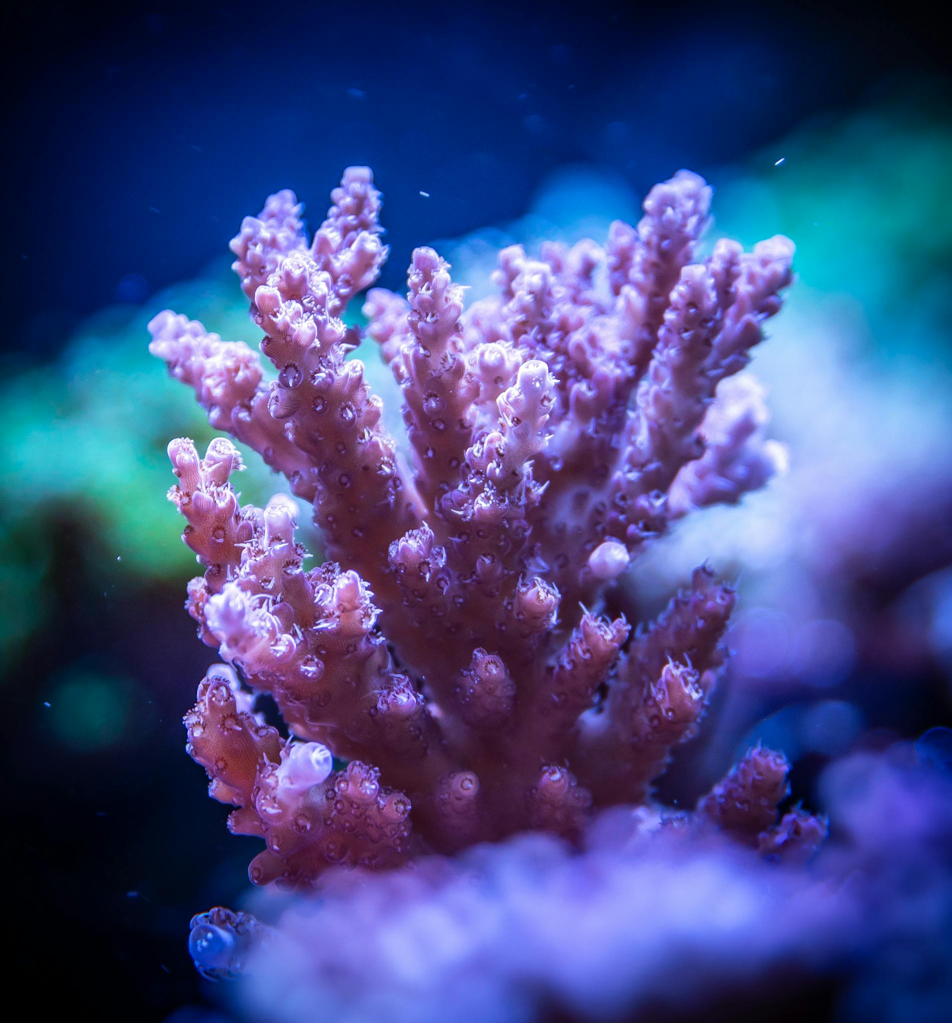 A vivid purple coral in a vibrant underwater ecosystem, showcasing intricate marine life details.