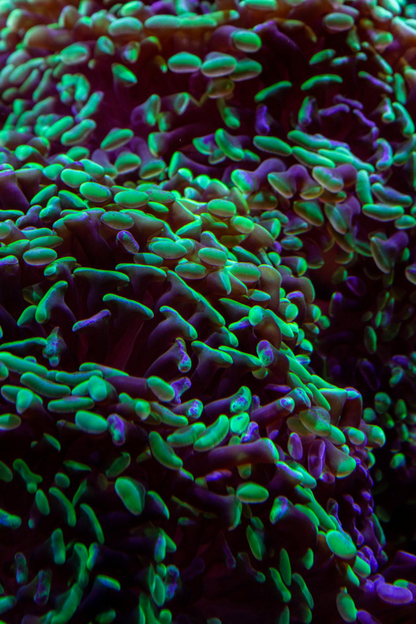 Bright, detailed image of a coral reef illuminated underwater, showcasing vivid colors.