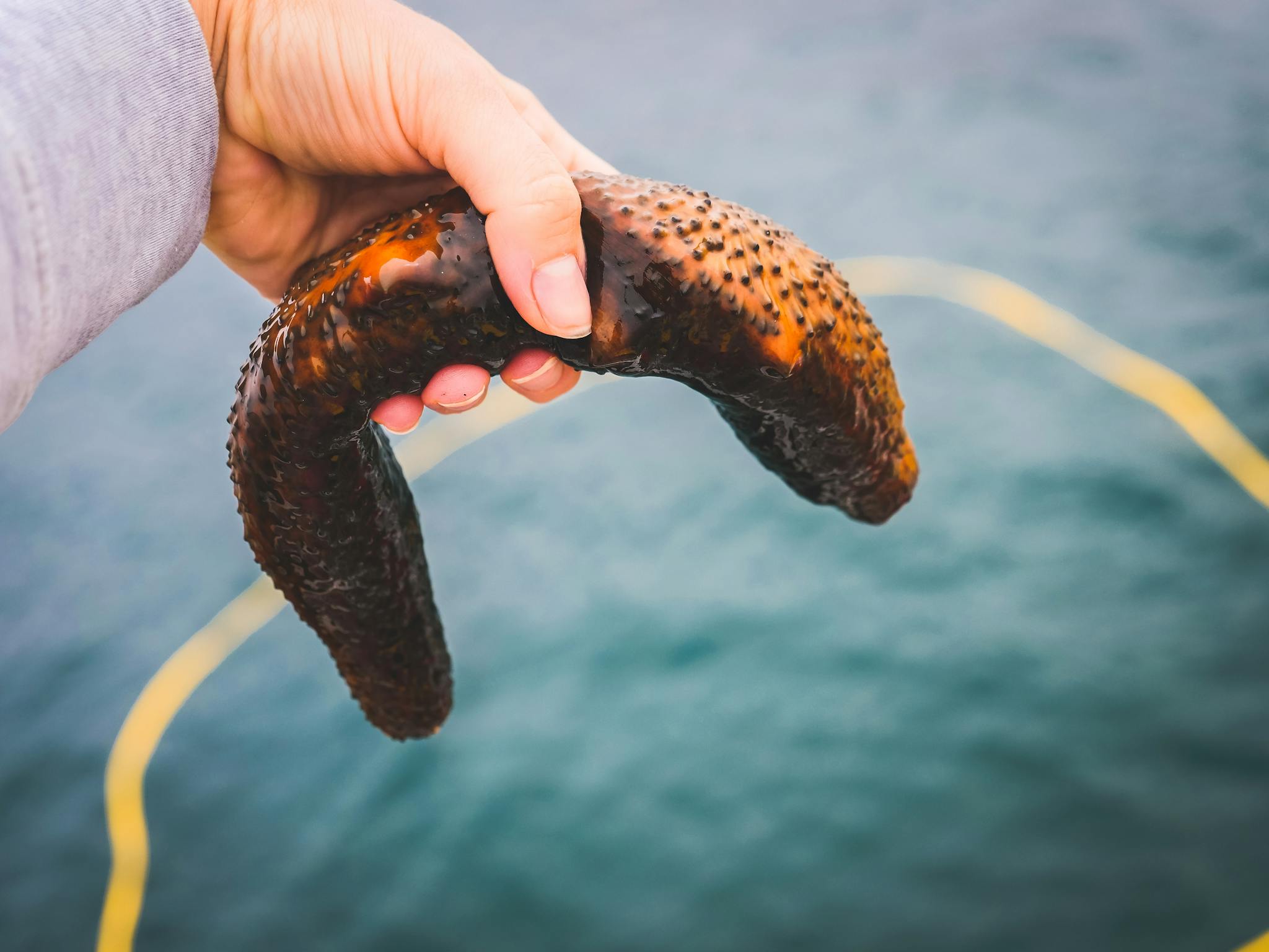 Close-up of a hand holding a warty sea cucumber over the ocean, capturing marine life.