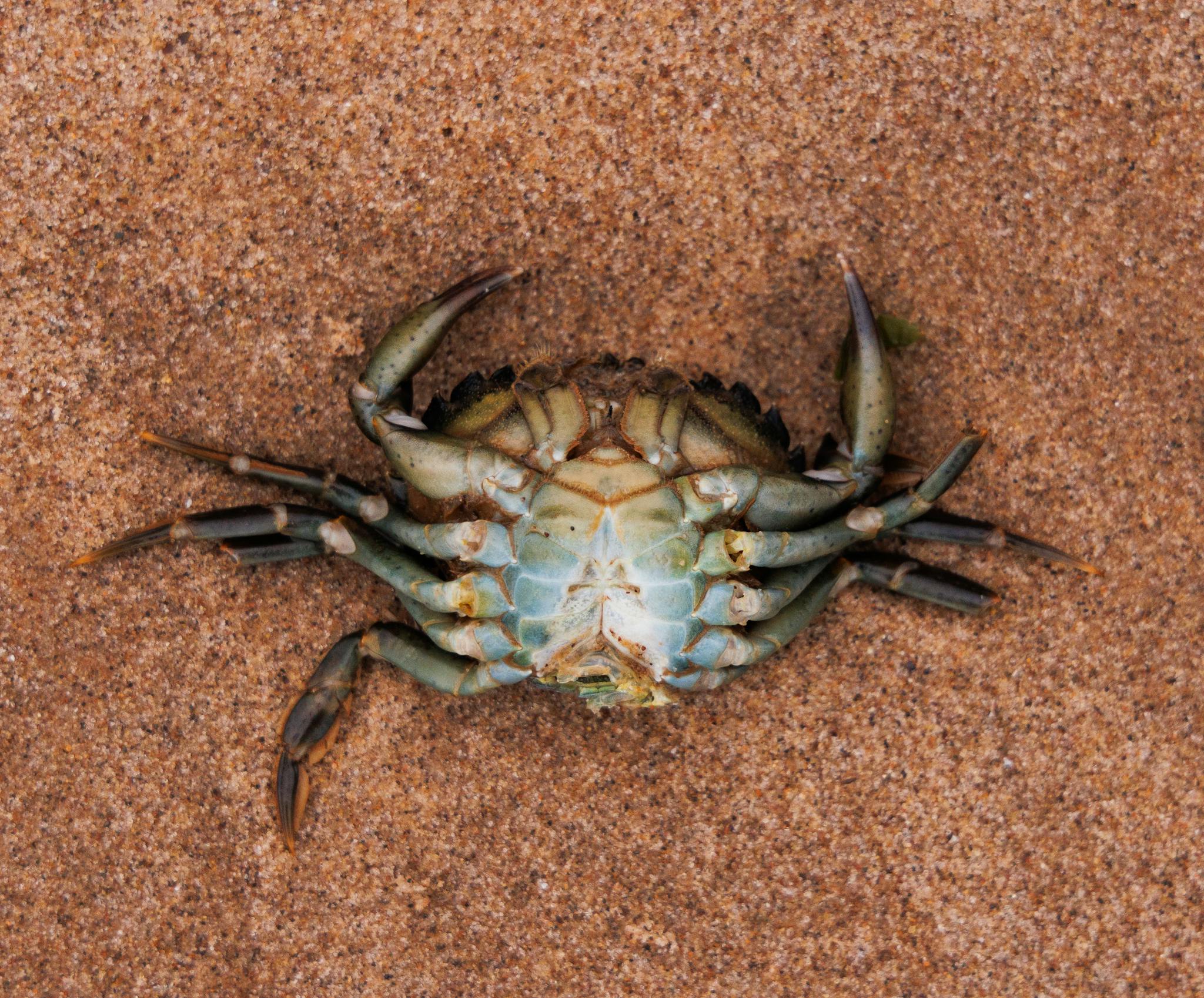Close-up photo of a crab lying upside down on a sandy beach.