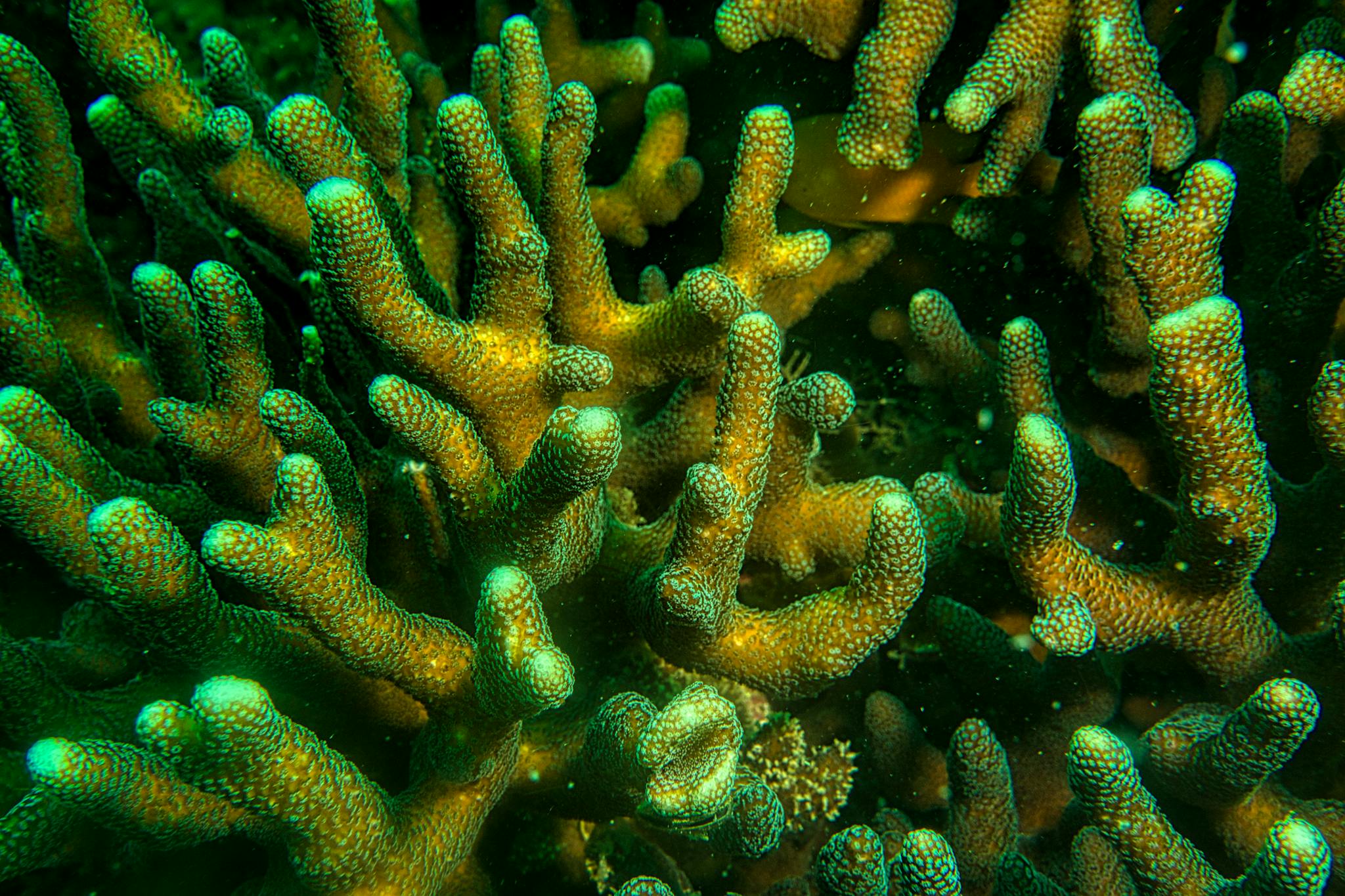 Colorful branch coral thriving in the vibrant waters off Jakarta, Indonesia.