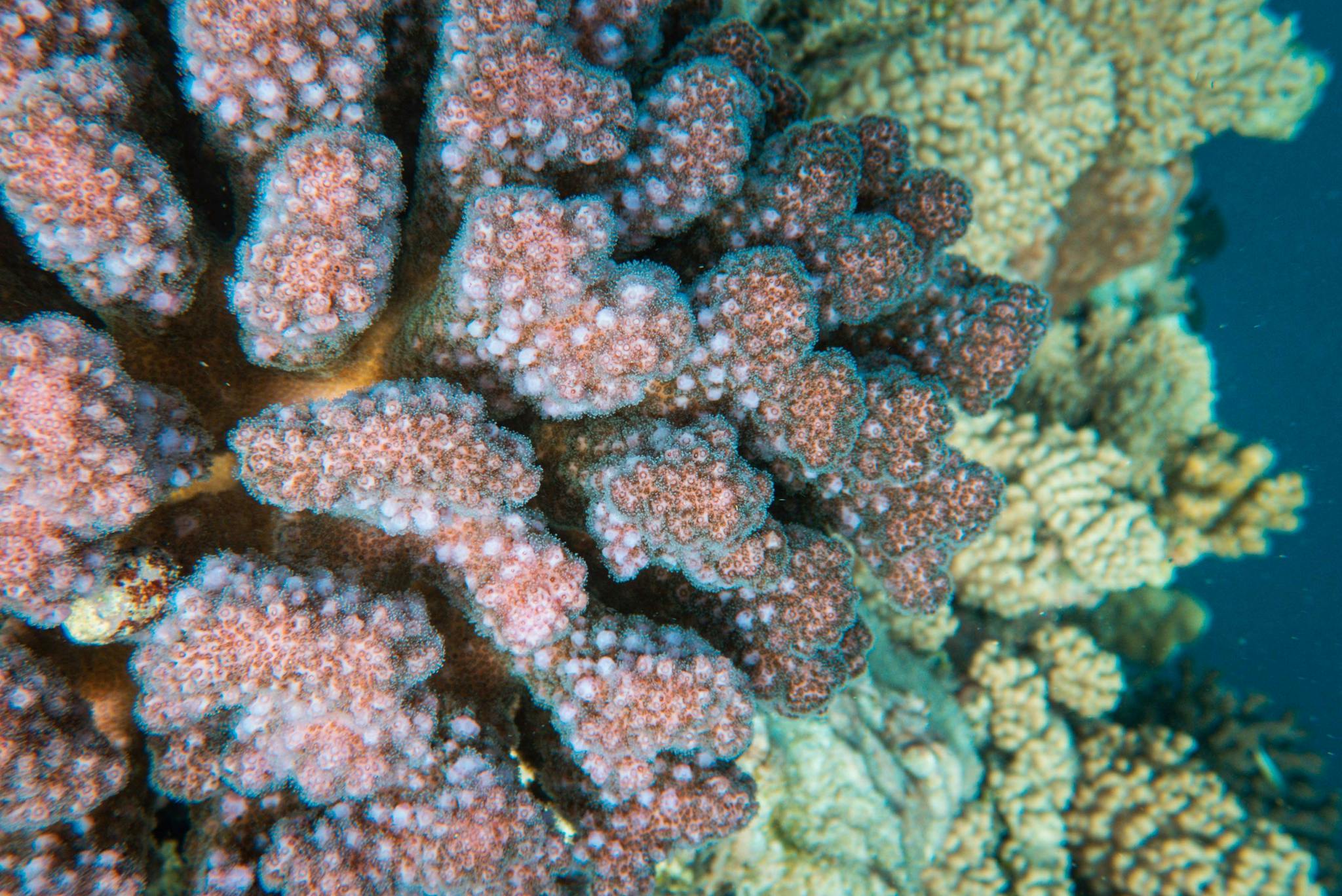 Detailed close-up of a colorful coral reef showcasing vibrant textures underwater.