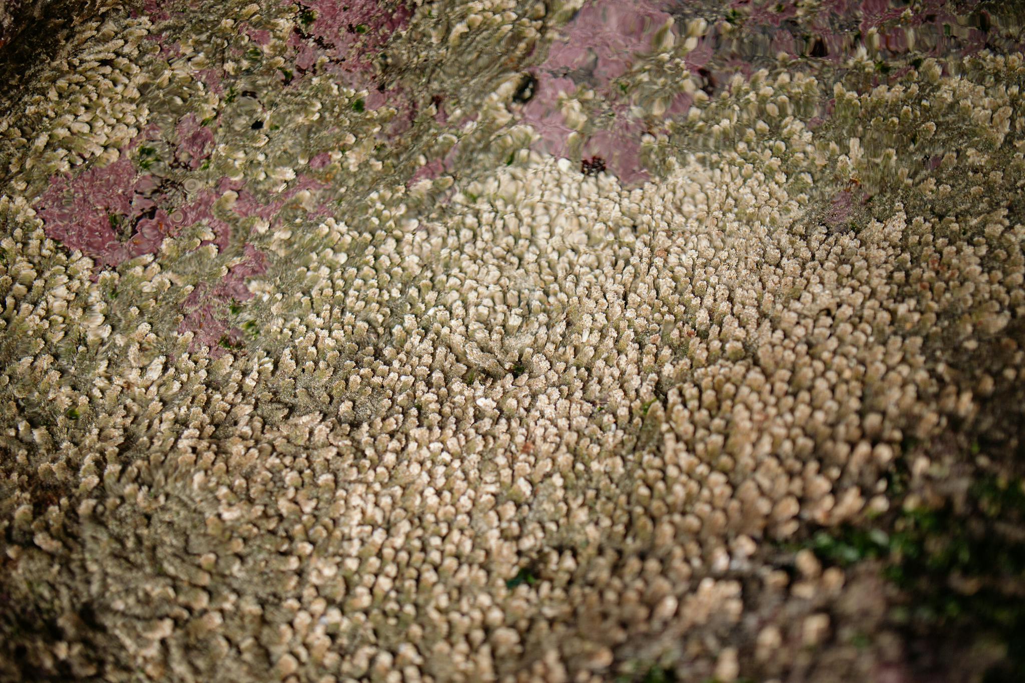 Macro photograph capturing the intricate texture of coral reef surface in vivid detail.