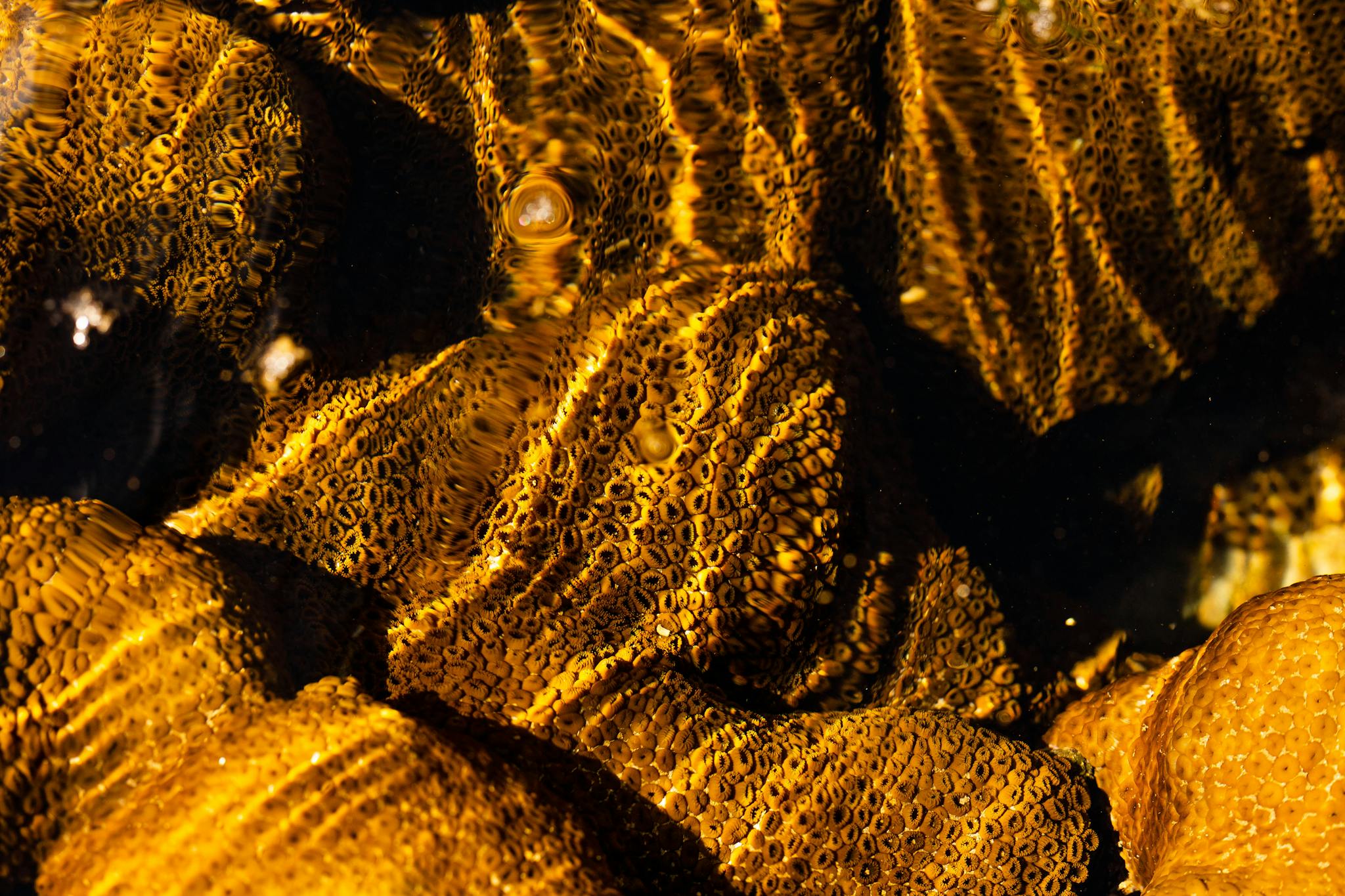 Vibrant yellow corals captured close-up underwater in Salvador, Brazil.